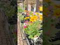 #shortvideo #flowers #shopping #youtube