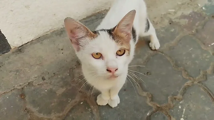 Video 3136171: cute white kitty, cute kitty playing, cute kitten, kitten funny, cute cat, baby cats