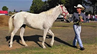 Mi Caballo En Venta 🐴 El Caballo Ama a Oscar 🤠