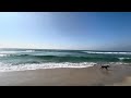 Del Mar Dog Beach Del Mar California November 2025 Part 1 