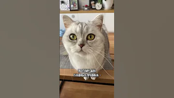Прыщи и у кота🙀 Что делать? #коты #кошка #shorts
