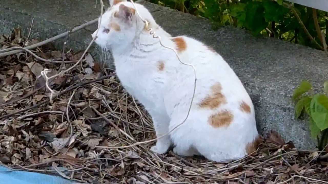 仙台市西公園の野良猫多すぎ(13頭) 13 Stray Cats, Sendai Nishi Park