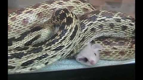 Gopher snake hugs rat _ reupload