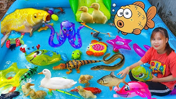 Thỏ Vlog Bắt Cá Mập, Tìm Kiếm Con Thỏ Dưới Ao Bèo, Con Rùa, Cá Sấu