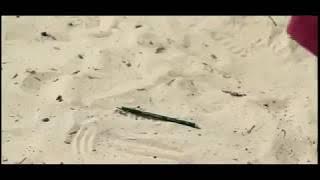 Film Asli Sulawesi (Jembatan Pensil)  From SulTra