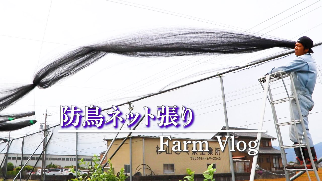 【Farm Vlog】ブルーベリー農園の防鳥ネットの張り方 #110