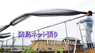 【Farm Vlog】ブルーベリー農園の防鳥ネットの張り方 #110