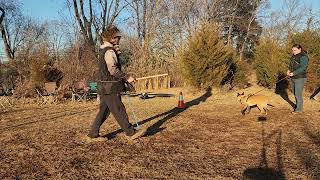 UNCUT BELGIAN MALINOIS PUPPY BITE WORK SESSION |FULL METAL JACK| FOUNDATION TRAINING
