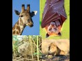 ANIMALES:REPRODUCCIÓN Y ALIMENTACIÓN:2°B