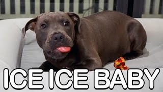 Frozen Fun: Teething English Staffy Puppy's Chilly Discovery!