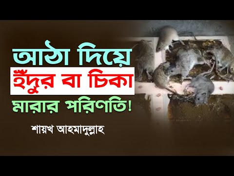 ভিডিও: ইঁদুরে চুলের ক্ষতি