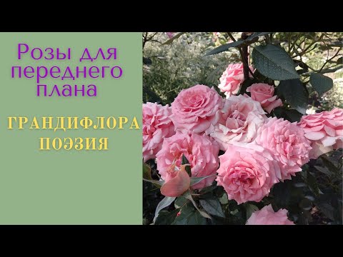Video: Ruže Na Jar: Odstránenie úkrytu, Prerezávanie
