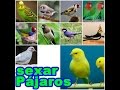 DIFERENCIAR MACHO Y HEMBRA EN LOS PÁJAROS MÁS COMUNES QUE SE TIENEN EN CASA. | Sexing various birds.