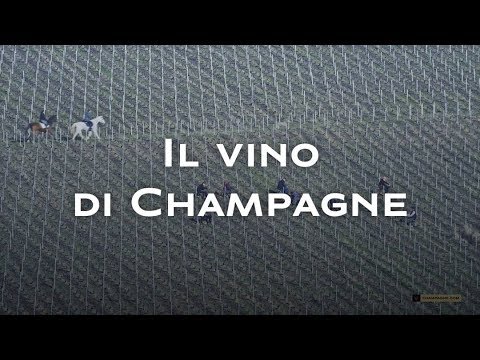 Video: Caratteristiche Della Selezione Di Vini Champagne