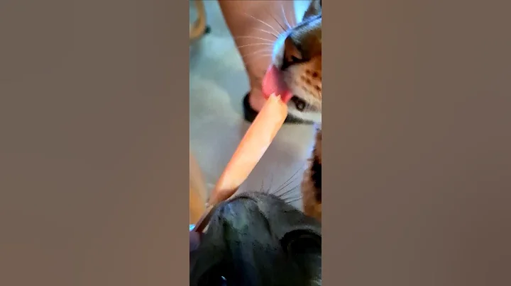 Video 10084321: bengalcat cats funnycats, korat cat