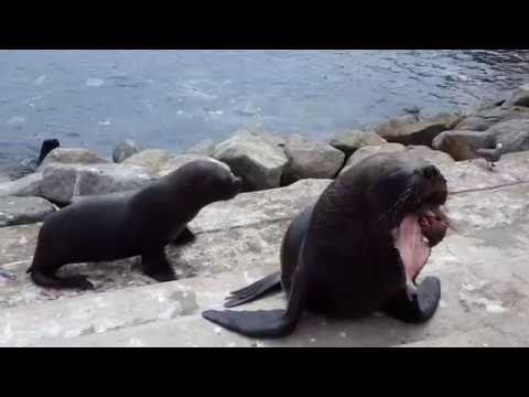 Чудеса голубой планеты.Южный морской лев.Sea lion.Antofagasta