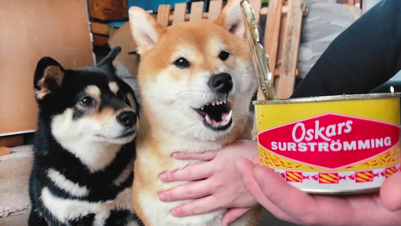 柴犬第一次聞鯡魚罐頭，會有什麼反應