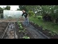 How To Plant Pumpkins, Zucchinis And Cucumbers
