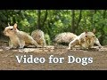 TV For Dogs Videos For Dogs To Watch Squirrels 