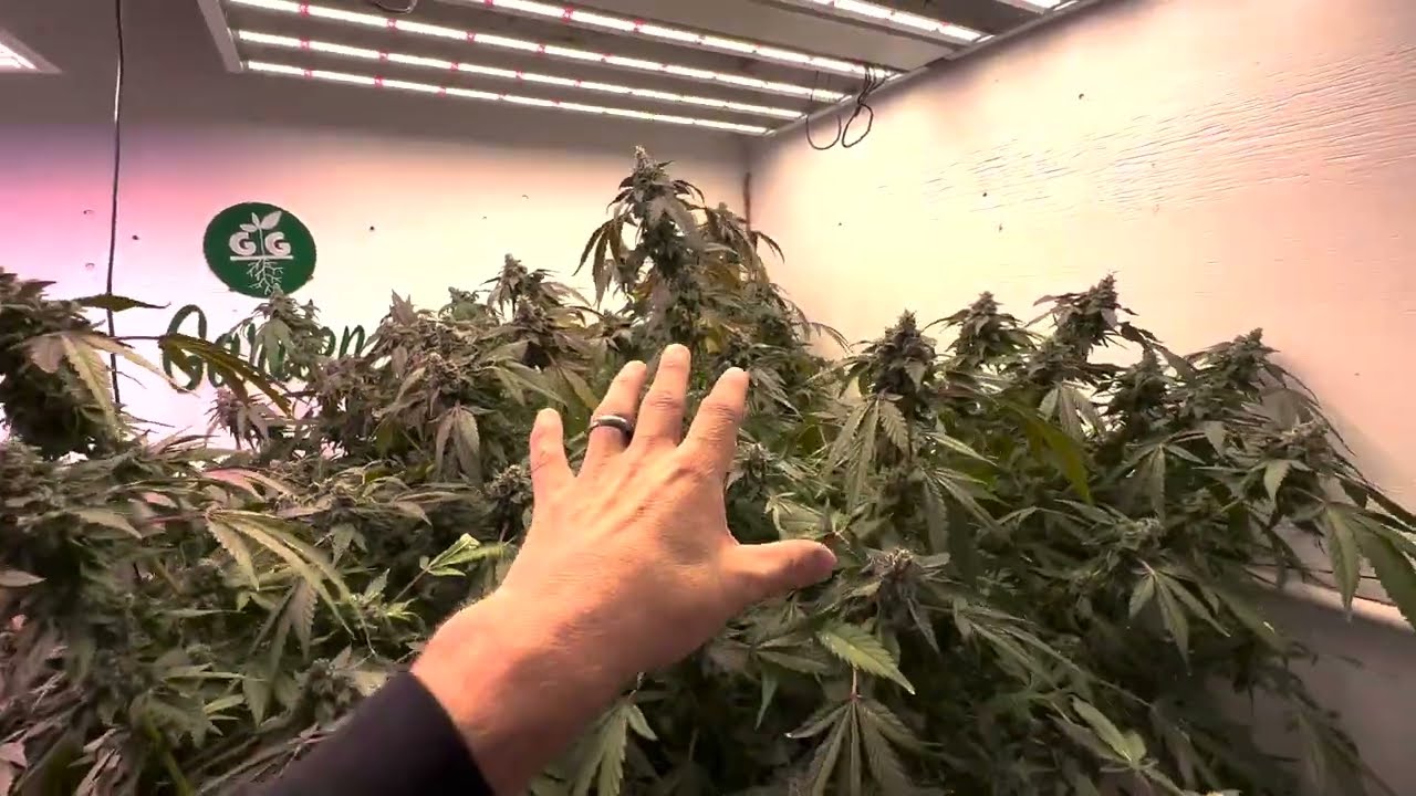 Educational artistic documentary: Beautiful Canopy Week 8