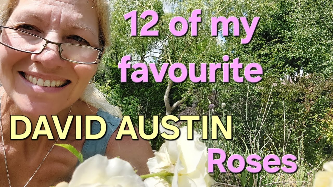 12 beautiful David Austin roses from my English garden