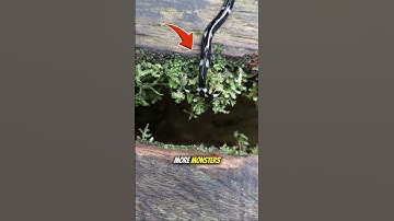 We Need to Talk About Hammerhead Worms