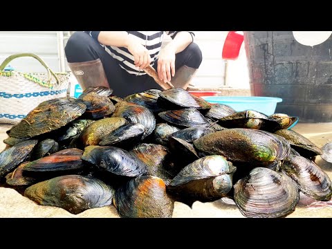 1000 pearl oysters!