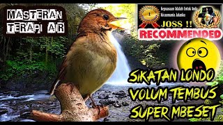 Sikatan Londo Gacor Full Isian - Masteran Burung Fighter Full Mbeset Terapi Air