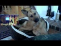Pastor Alemán Confundido al Mirar Un Husky Hablar