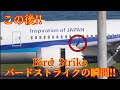 バードストライクの瞬間！！[Bird Strike] Tokyo International Airport Haneda 羽田空港 '25/11/4