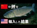 【ゆっくり解説】アメリカが勝手に中国からコイを輸入した結果