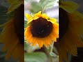Wild Finland Bee S Sunflower Exploration Nature Wildlife Shorts 