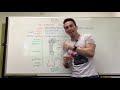 The Structure and Function of Bony Tissue in the Human Skeleton