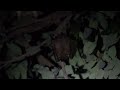 印度犬果蝠 Greater Short-nosed Fruit Bat (Cynopterus sphinx)(畫質開4K)