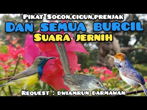Suara Pikat Burcil Kombinasi Sogon,Prenjak Starter Dan Ciblek Gunung Betina Memanggil