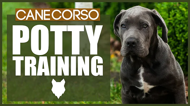 PUPPY TRAINING! Potty Train Your CANE CORSO
