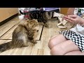 人見知りな猫が初対面のお姉様に遭遇するとこうなります