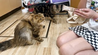 人見知りな猫が初対面のお姉様に遭遇するとこうなります