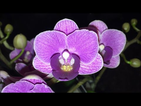 Видео: Какво означава орхидея като цвете