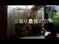 [最も選択された] メダカ 水槽 コケ 食べる 199666-メダカ 水槽 コケ 食べる