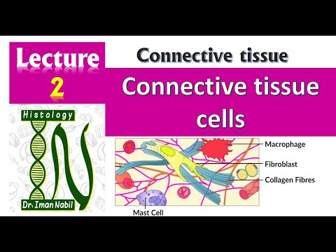 2-Connective tissue cells