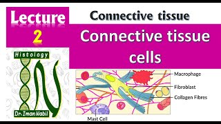 2-Connective tissue cells