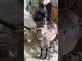 Bruno enjoying the fan after his bath #minihorse #miniaturehorse #pony #fyp #cute