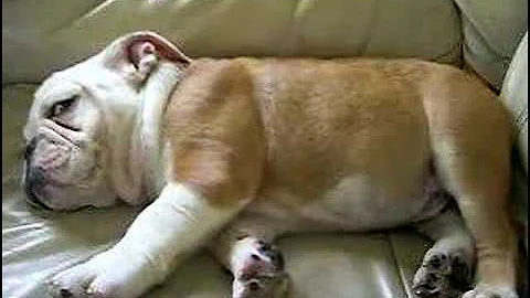 English Bulldog Puppy