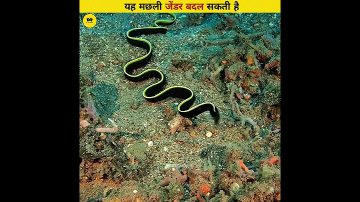 This_Fish_Can_Change_Its_Gender_#shorts