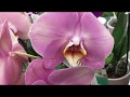 Шикарный завоз орхидей в Бауцентры ! Биг липы, красотки на дуге, мультифлоры...