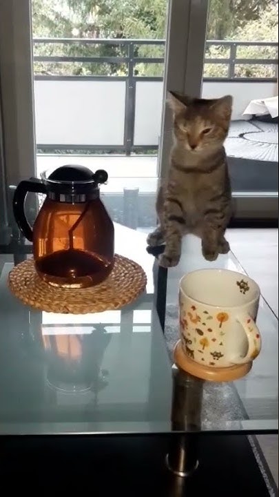 Кошка нюхает чай 🤔, она не в восторге 😂 - YouTube