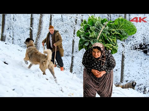 Köydeki Yaşlı Çiftin Çileli Hayatı | Belgesel