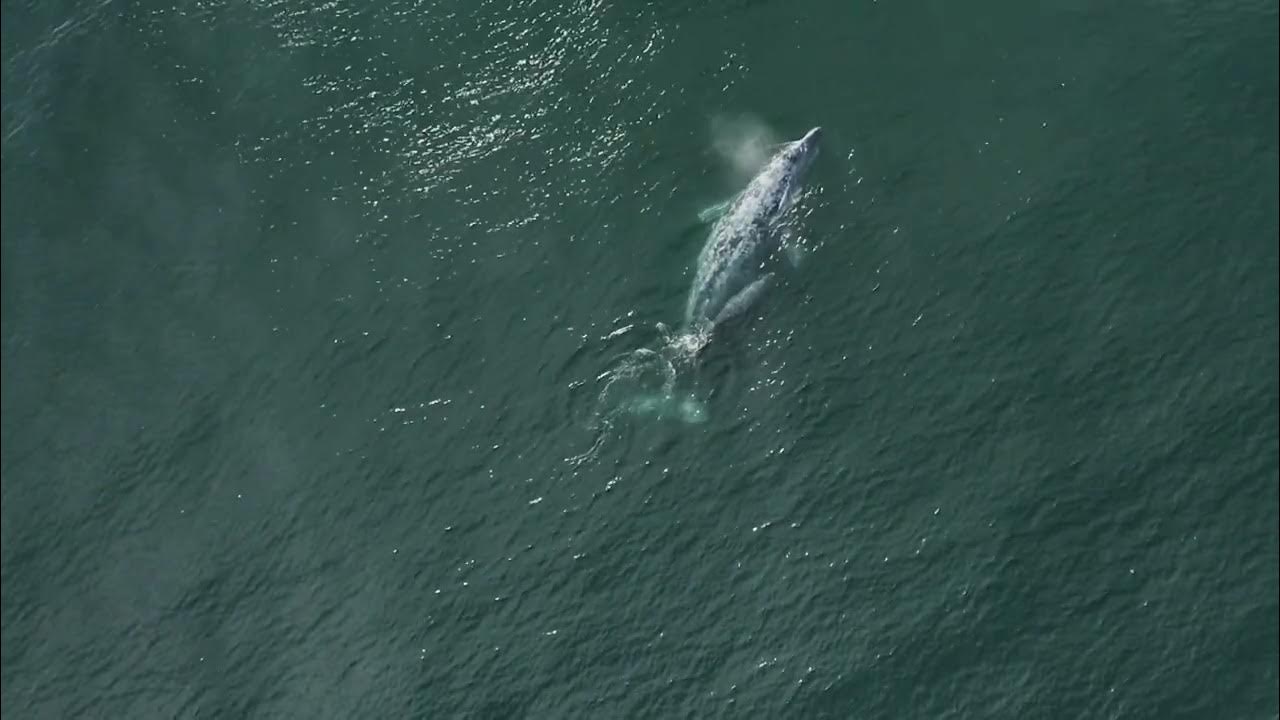 AMAZING CLIP OF MOTHER GRAY WHALE AND HER CALF MIGRATING OFF THE COAST