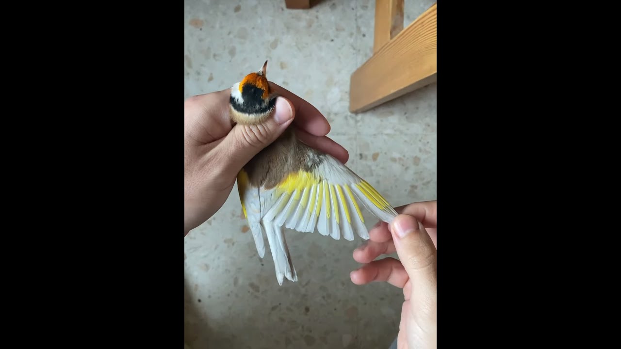 İspanya ve Almanya'dan Bomba Transferler (VLOG)